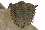 Stunning Metacanthina Trilobite - Lghaft, Morocco #350523-4
